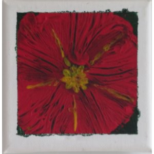 Keilrahmen 10x10 cm.
Titel: Blomberger Nelke.
